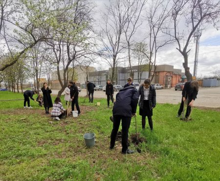 В Георгиевском округе выпускники школ высадили 155 лип