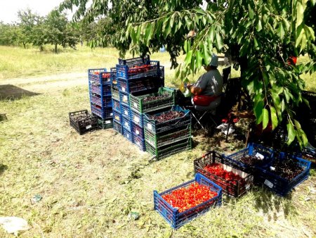 В Георгиевском округе завершен сбор черешни