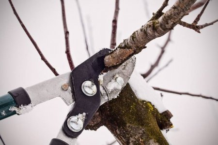 На Ставрополье продолжается зимняя обрезка плодовых деревьев